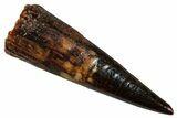 Fossil Pterosaur (Siroccopteryx) Tooth - Morocco #274247-1